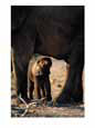 Juvenile African elephant with its parent