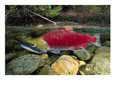 A Red Salmon Fish Swims Through Shallow Water Freshwater Fish Salmon