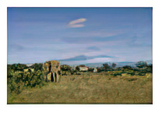 An African elephant feeds in a field close to a native settlement