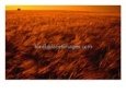 Orange Glow Over Summer Harvest In Cotswolds, United Kingdom