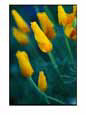 Dewdrops on the petals of a Mexican poppy