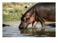A Hippopotamus Takes a Drink from a Cool River