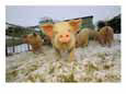 Portrait of a young pig in a snowy pen