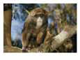 A juvenile De Brazzas monkey