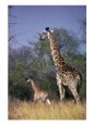 Adult and Baby Giraffes