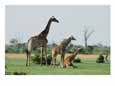 A group of giraffes resting in Chobe National Park