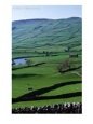 Green Dales And Traditional Stone Walls, England