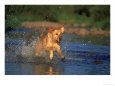 Yellow Labrador retriever running through water