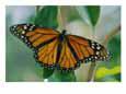 A close view of a intricately patterned monarch butterfly