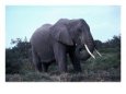 Elephant, Kenya, Africa