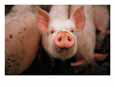 A cute pig looks up his snout at the photographer