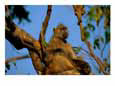 Baboon in a tree