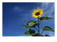 Sunflower and Sky