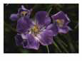 Close view of gentian flower