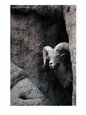 Statue of Desert Bighorn Sheep (Ovis Canadensis) at Sonora Desert Museum, Tucson, Arizona, USA