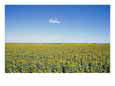 A field of sunflowers stretches to the horizon in Emerald, Queensland