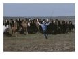 A Cowboy at Jordans Rodeo Grounds Drives Bucking Broncs into Corrals