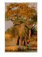 African elephant confronts a lion