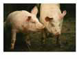 Cute pigs