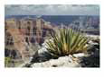 Yucca plant overlooking the Grand Canyon