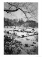 Snowing Evening Central Park, NYC