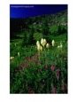 Beargrass (Xerophyllum Tenax) Near Eagle Pass, Mission Mountains Tribal Wilderness, Montana, U.S.A.
