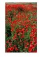 Field Of Red Poppies In Chianti Region,  Tuscany, Italy