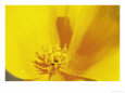 Mexican Gold Poppy, Sonoran Desert, AZ