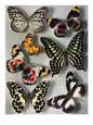Butterflies of India and Australia