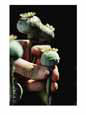 Opium Poppy Plants