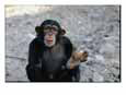 Chimpanzee showing his foot