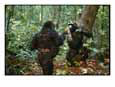 Orphan lowland gorillas compete for dominance