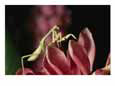 A praying mantis creeps over pink flower petals