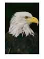 Close view of the head of an American bald eagle