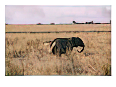 A lost juvenile African elephant