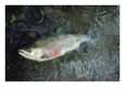 Raindrops Ripple the Surface of the Water Where a Salmon Lies Dying