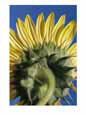 A view of the back side of a sunflower