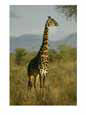 A giraffe in the wild