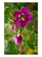 Northern Island tree mallow in bloom, CA