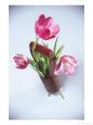 Pink tulips