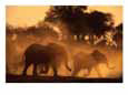 Running elephants