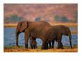 African elephants by a water hole
