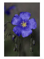 Blue flax, Belmar Park, Colorado