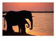 African elephants silhouetted against the water