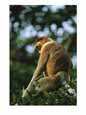 A male proboscis monkey, Nasalis larvatus, perches on a branch