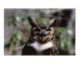 Great Horned Owl