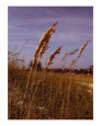 FL Sea Oats
