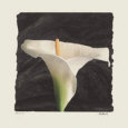 Calla Lily