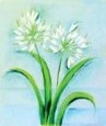 White Agapanthus