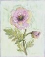 Lavender Poppy l